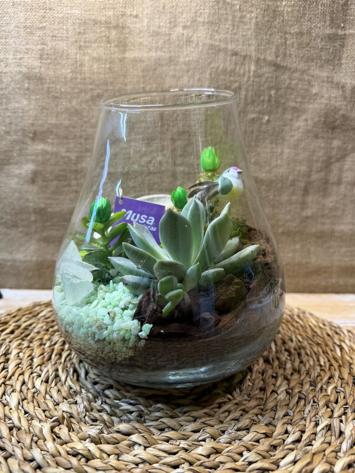 Terrario en jarrón - Imagen 2