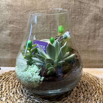 Terrario en jarrón - Imagen 2