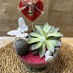 Terrario en pecera cortada pequeña - Imagen 2