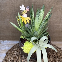 Terrario en pecera cortada - Imagen 1