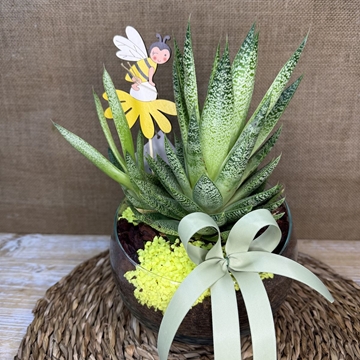 Terrario en pecera cortada - Imagen 1