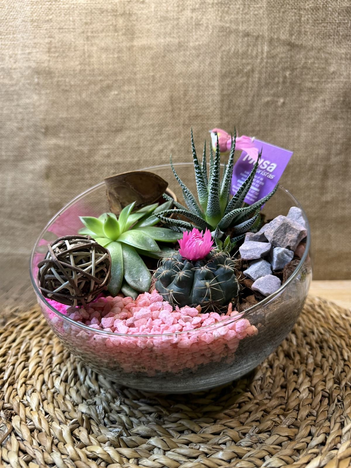 Terrario en pecera cortada - Imagen 1