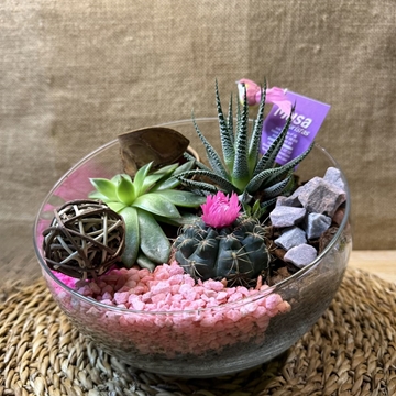 Terrario en pecera cortada - Imagen 1