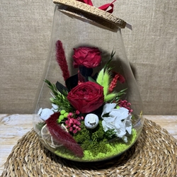 Terrario kumbolo grande - Imagen 1