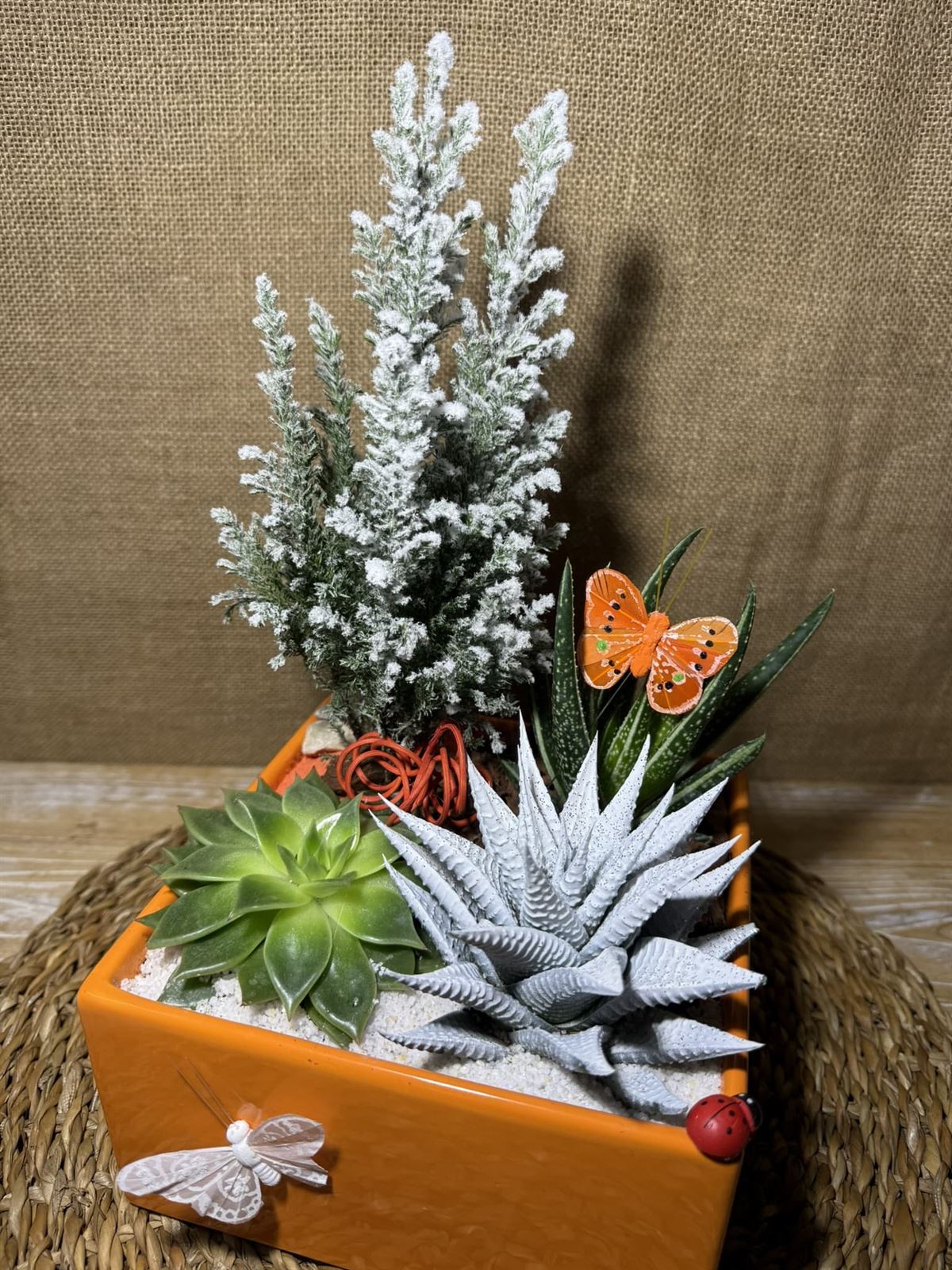 Terrario naranja - Imagen 2