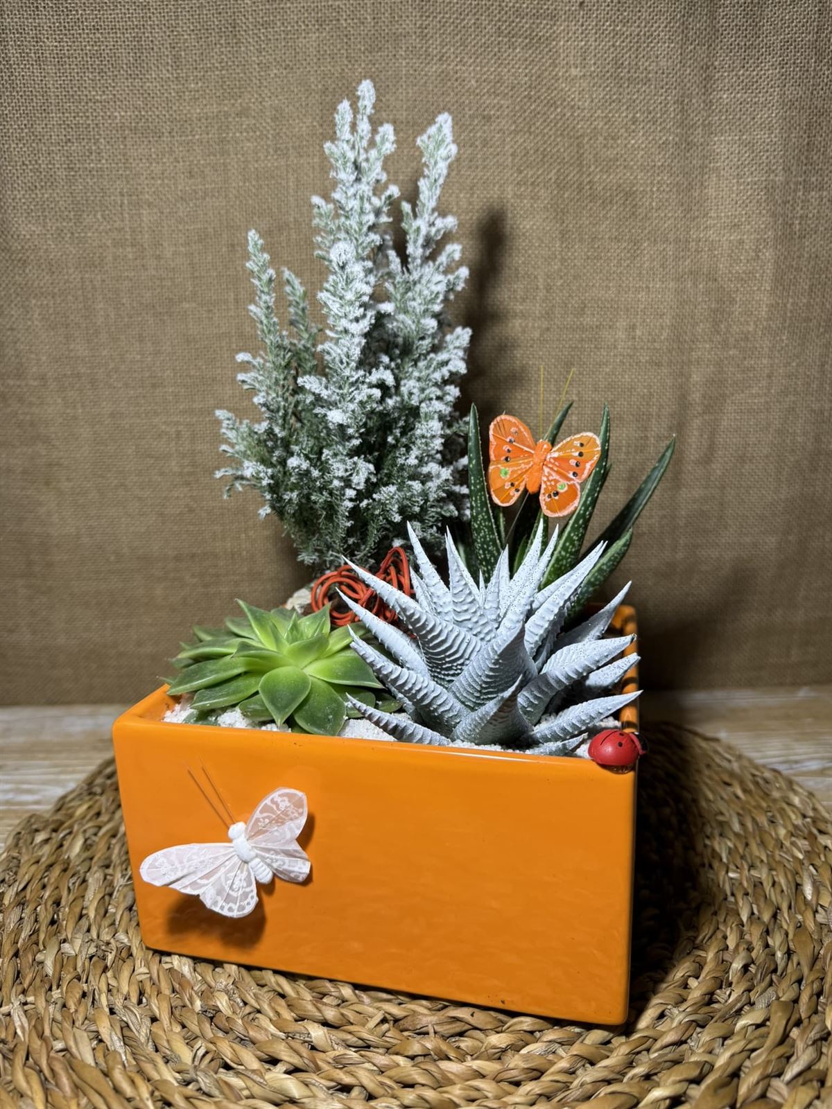 Terrario naranja - Imagen 3