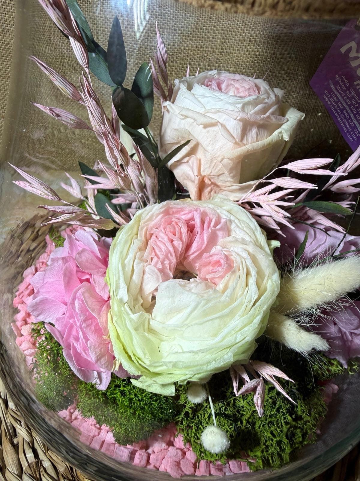 Terrarium kumbolo - Imagen 2