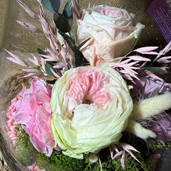 Terrarium kumbolo - Imagen 2