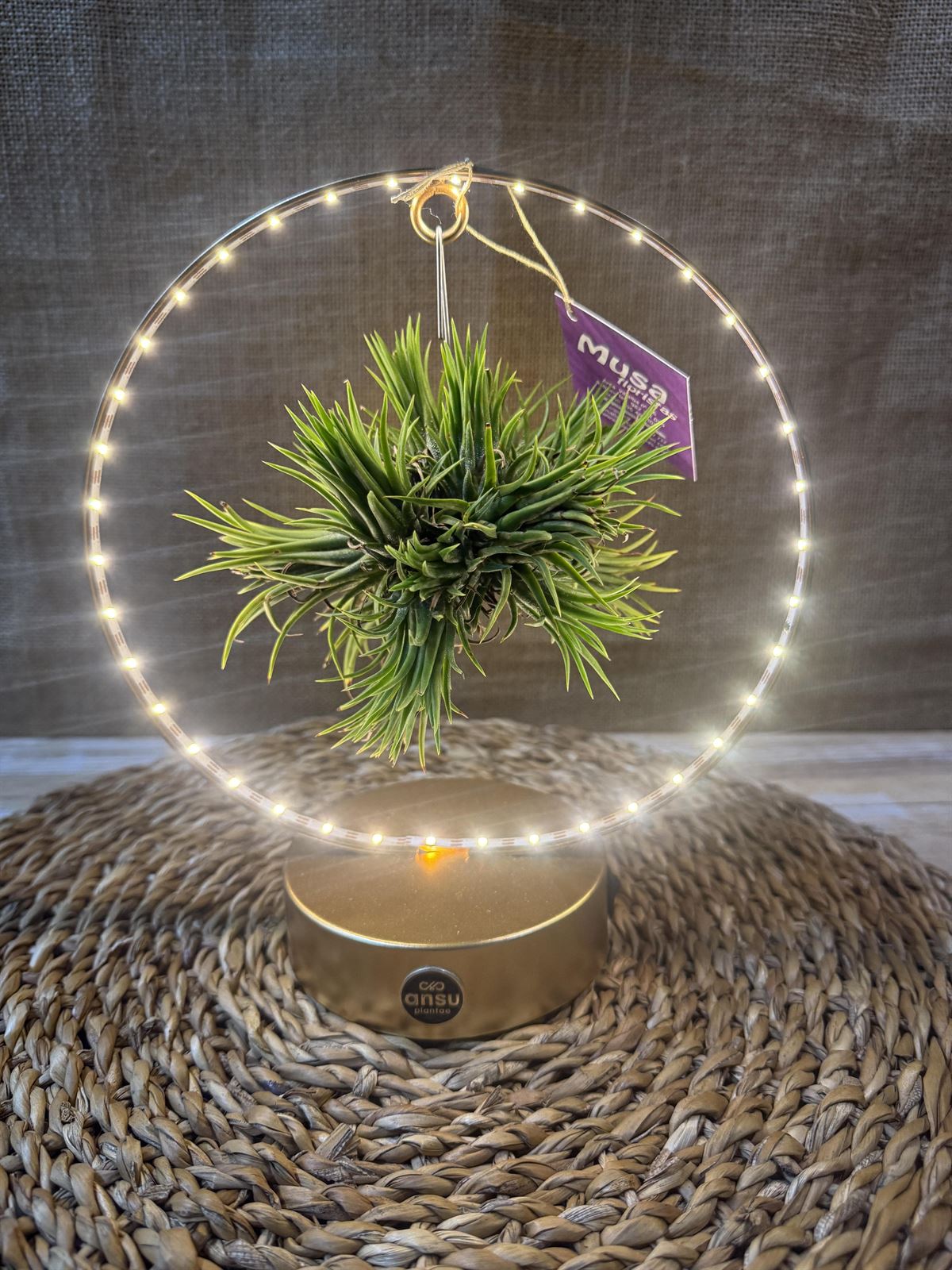 Tillandsia con led en base dorada - Imagen 1