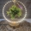 Tillandsia con led en base dorada - Imagen 1