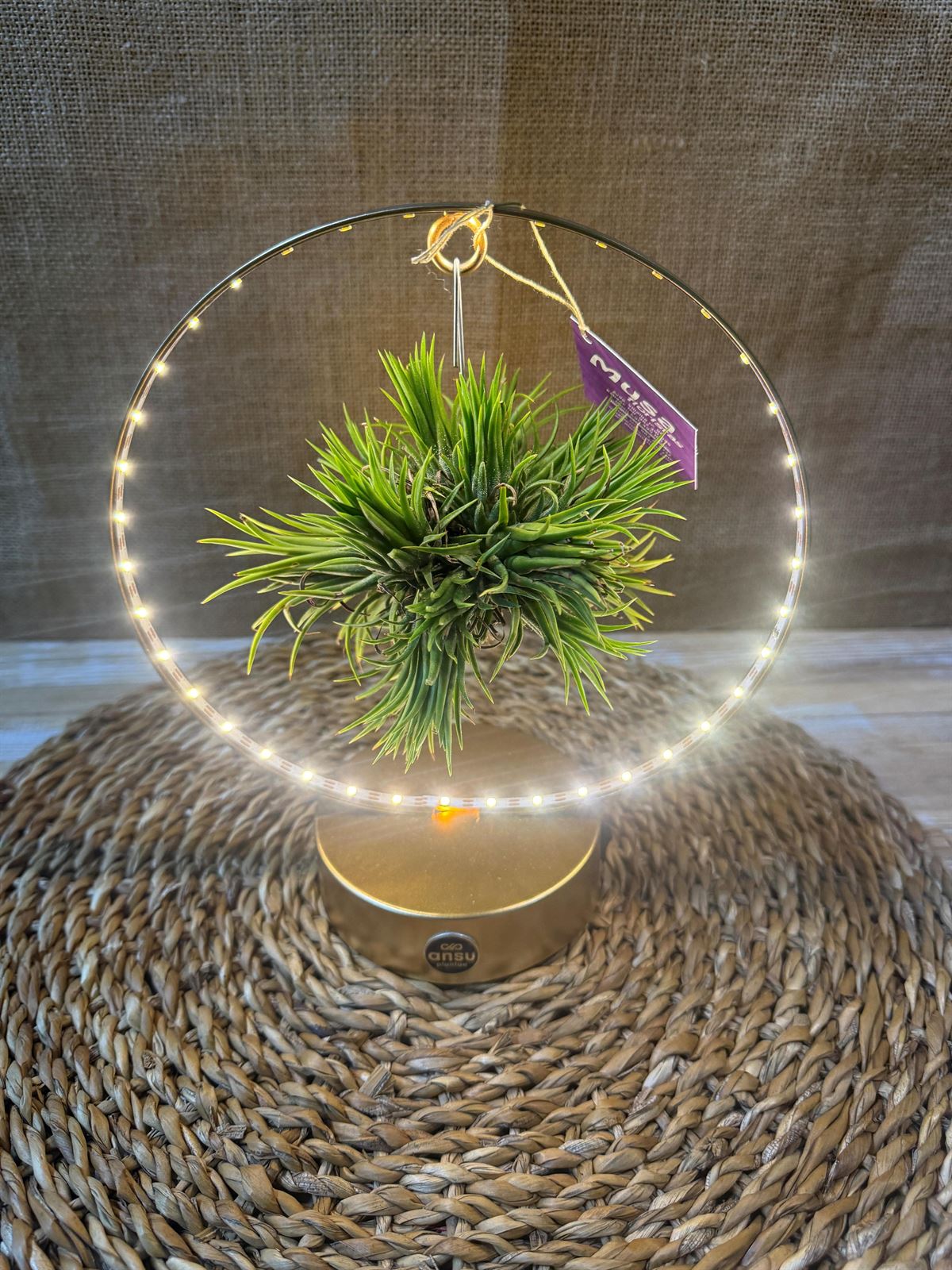 Tillandsia con led en base dorada - Imagen 2