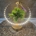 Tillandsia con led en base dorada - Imagen 2