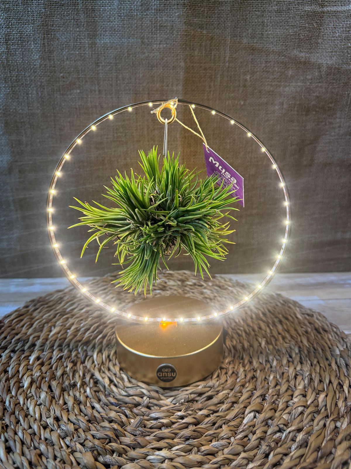 Tillandsia con led en base dorada - Imagen 3