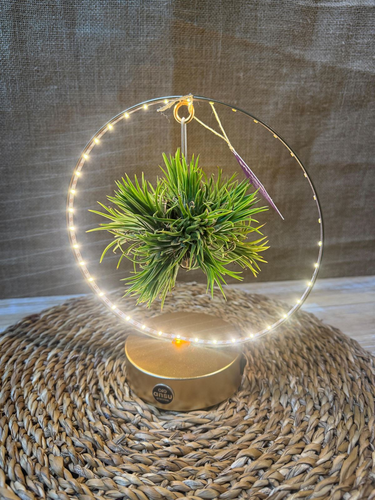 Tillandsia con led en base dorada - Imagen 4