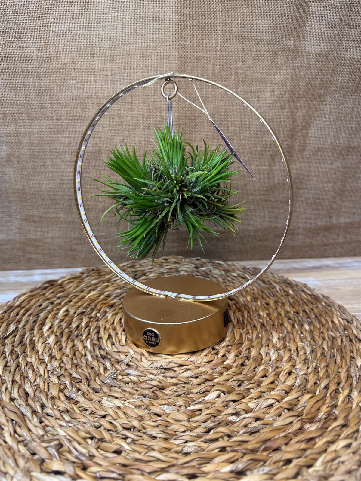 Tillandsia con led en base dorada - Imagen 5