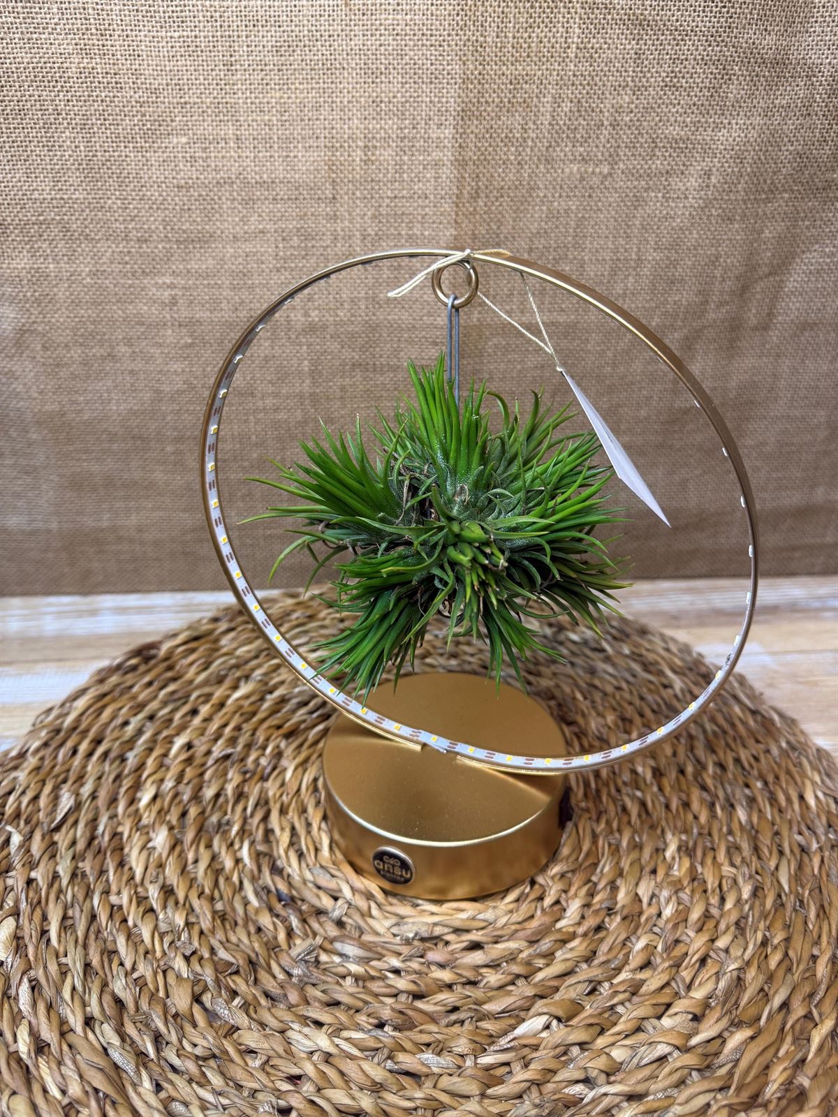 Tillandsia con led en base dorada - Imagen 6