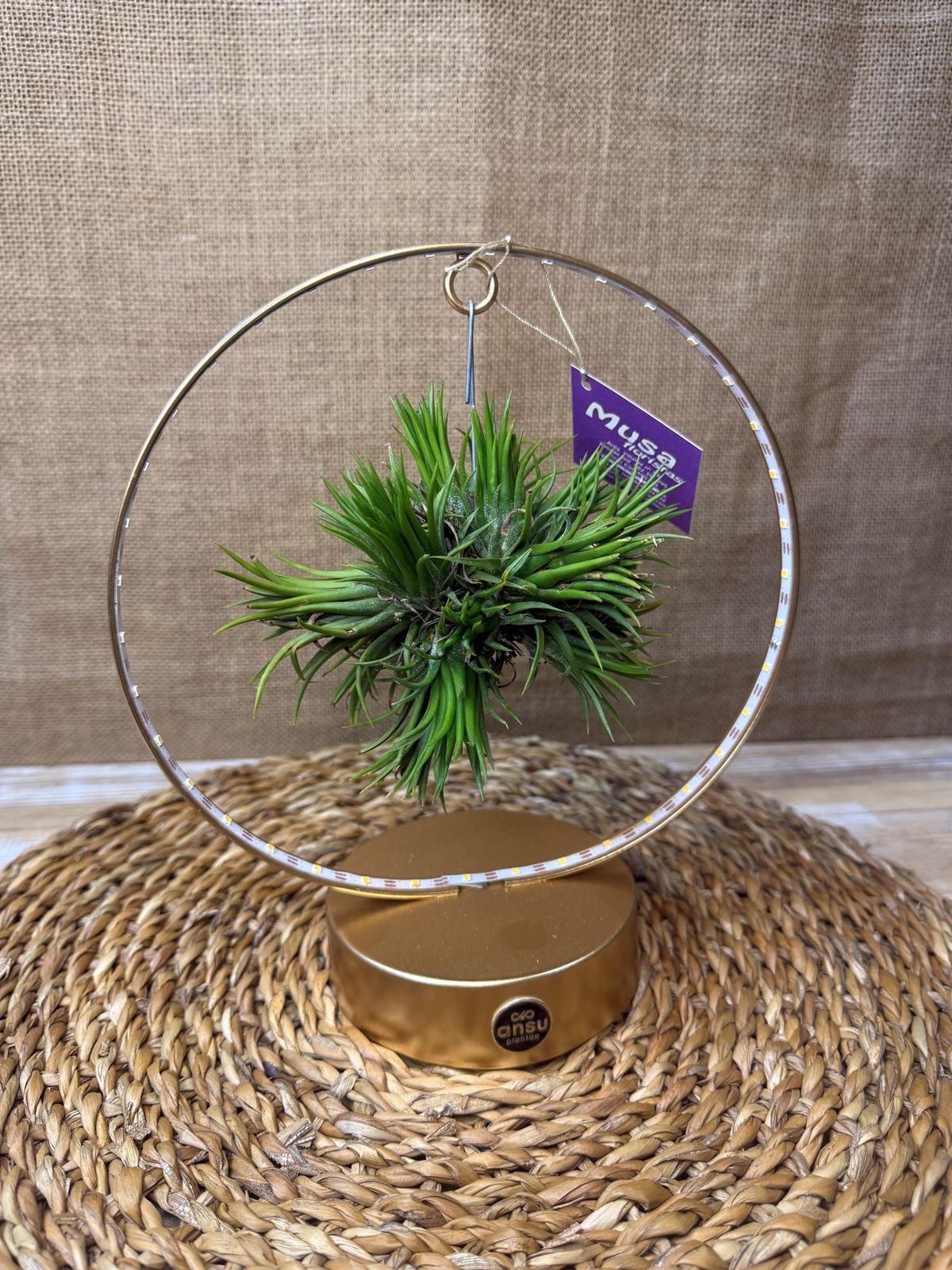 Tillandsia con led en base dorada - Imagen 7