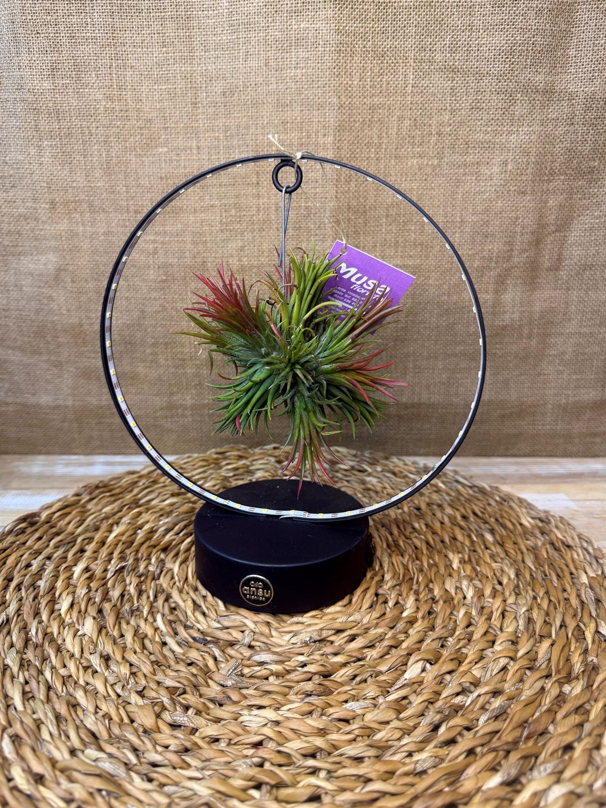 Tillandsia con led en base negra - Imagen 1