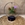 Tillandsia con led en base negra - Imagen 1