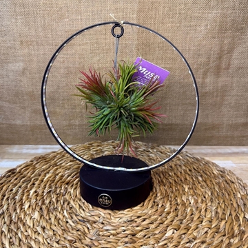 Tillandsia con led en base negra - Imagen 1