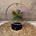 Tillandsia con led en base negra - Imagen 1