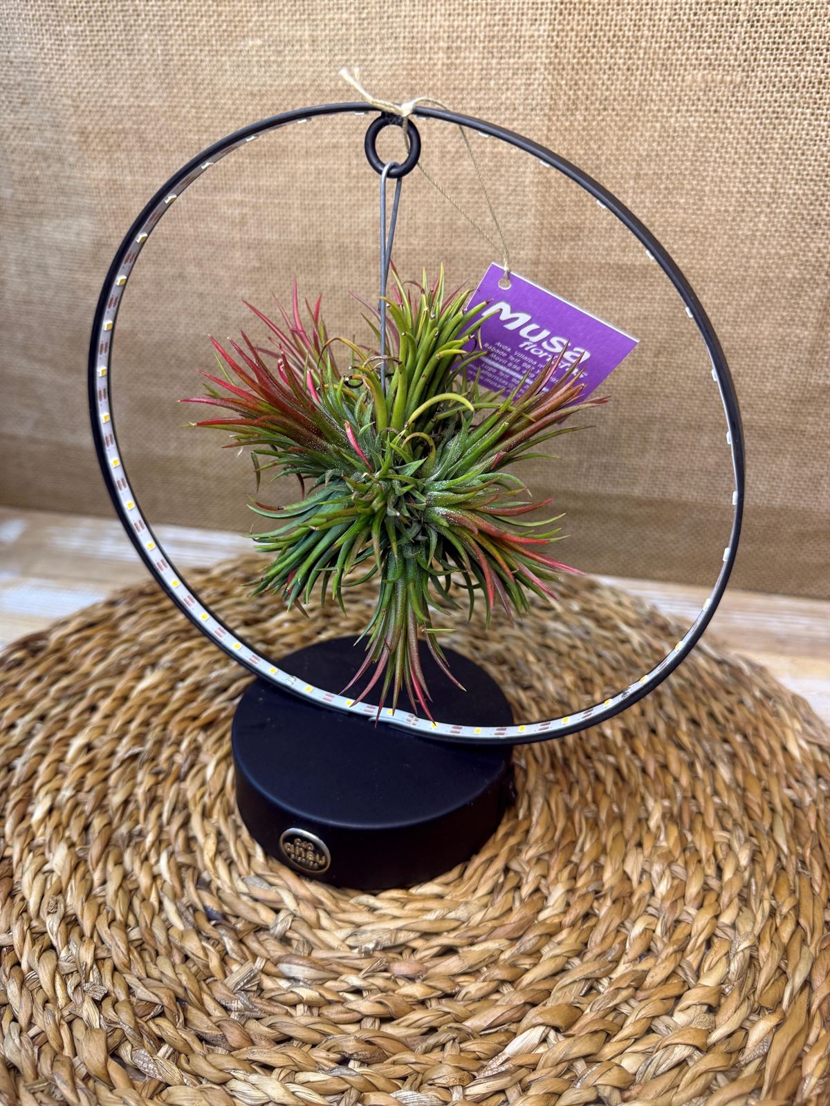 Tillandsia con led en base negra - Imagen 2
