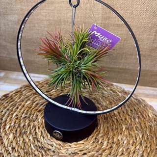 Tillandsia con led en base negra - Imagen 2