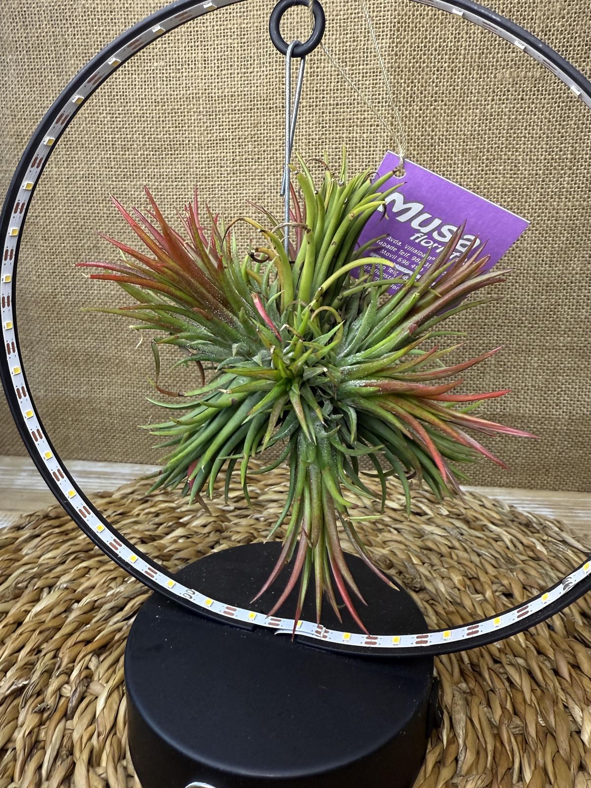 Tillandsia con led en base negra - Imagen 3