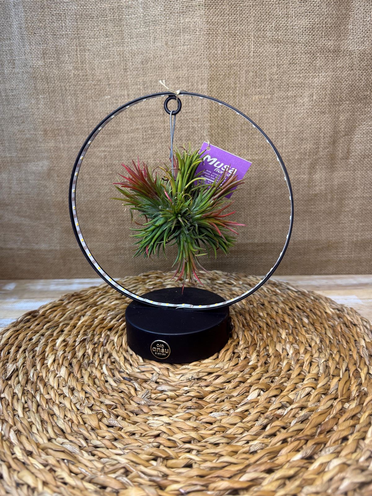 Tillandsia con led en base negra - Imagen 4
