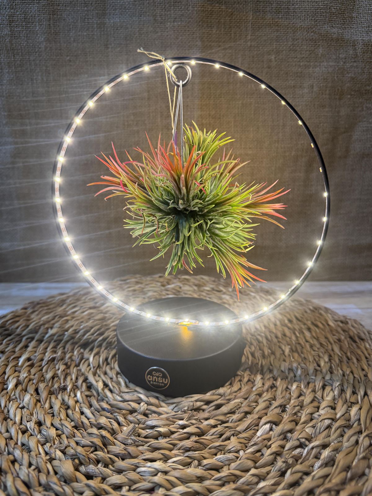 Tillandsia con led en base negra - Imagen 5