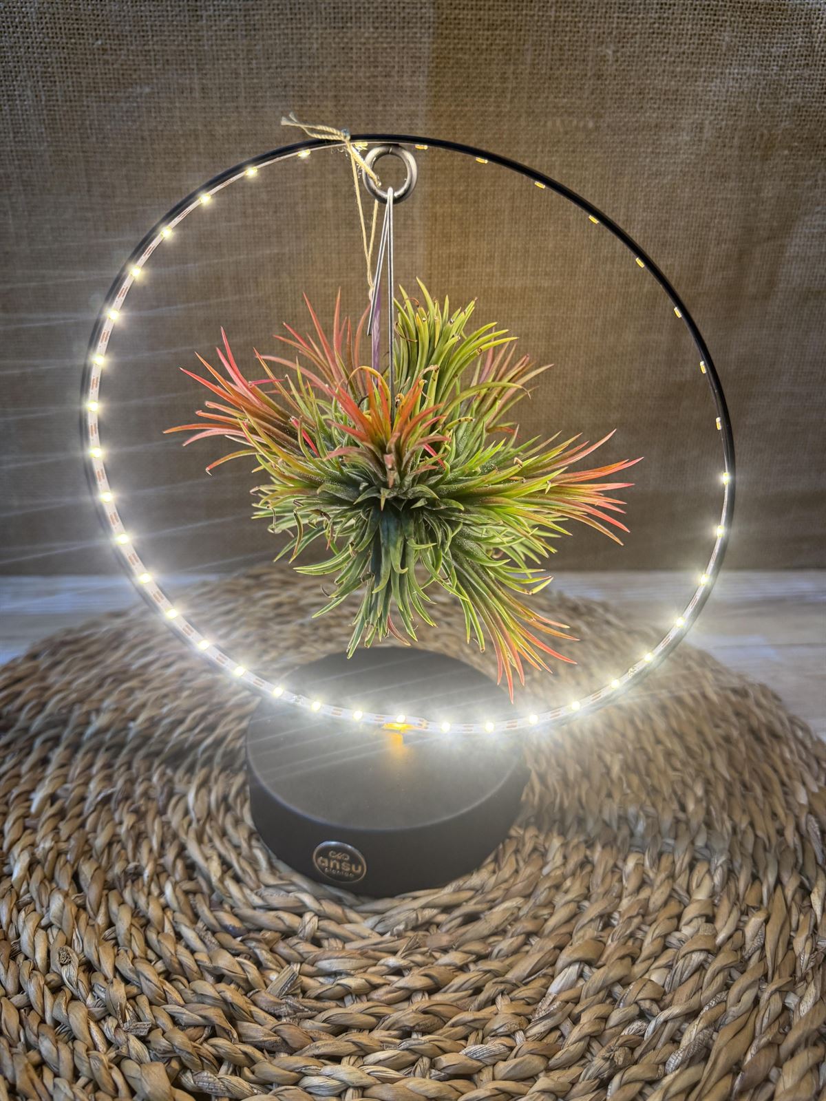 Tillandsia con led en base negra - Imagen 6