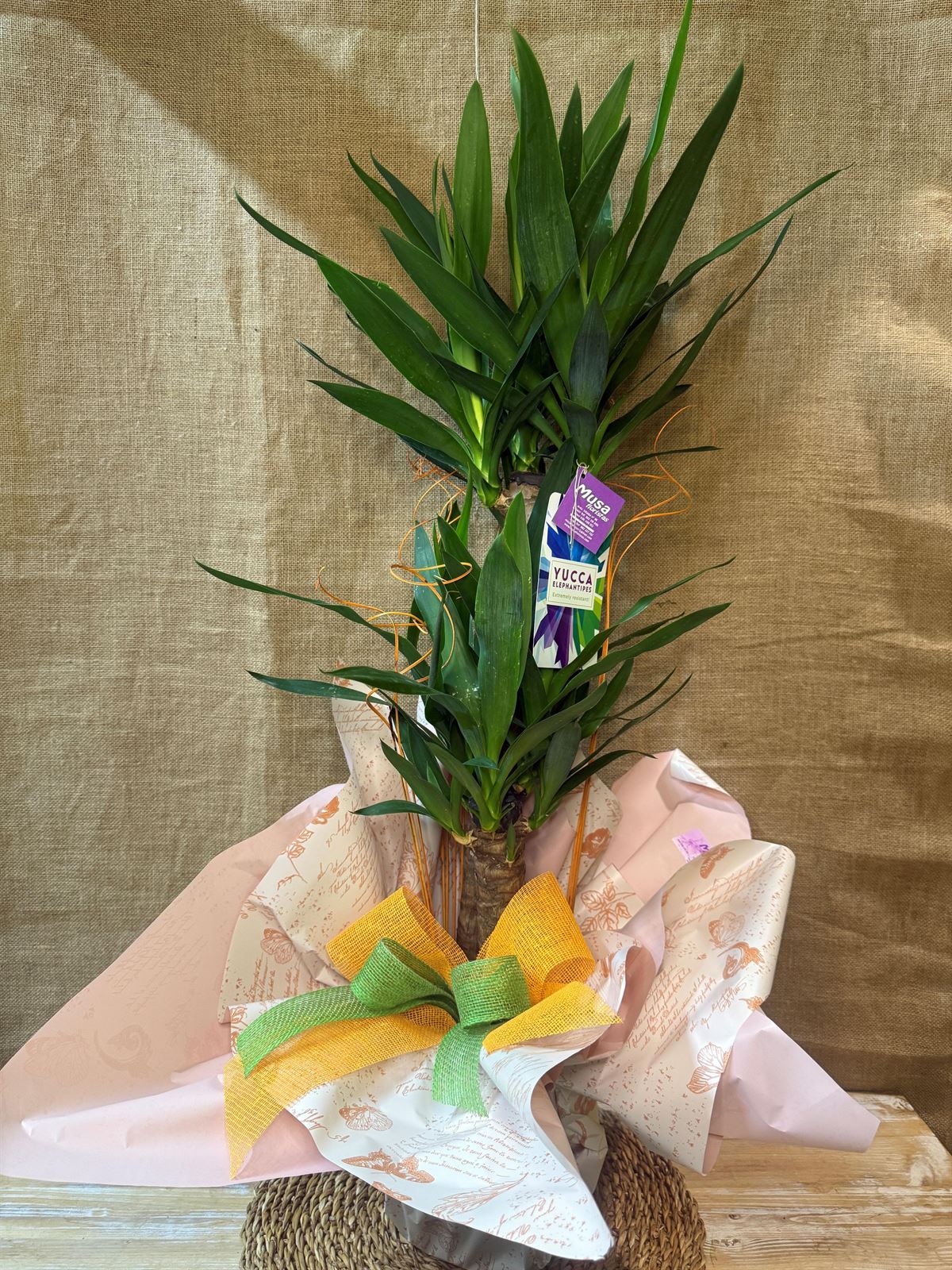 Yucca - Imagen 1