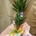 Yucca - Imagen 1