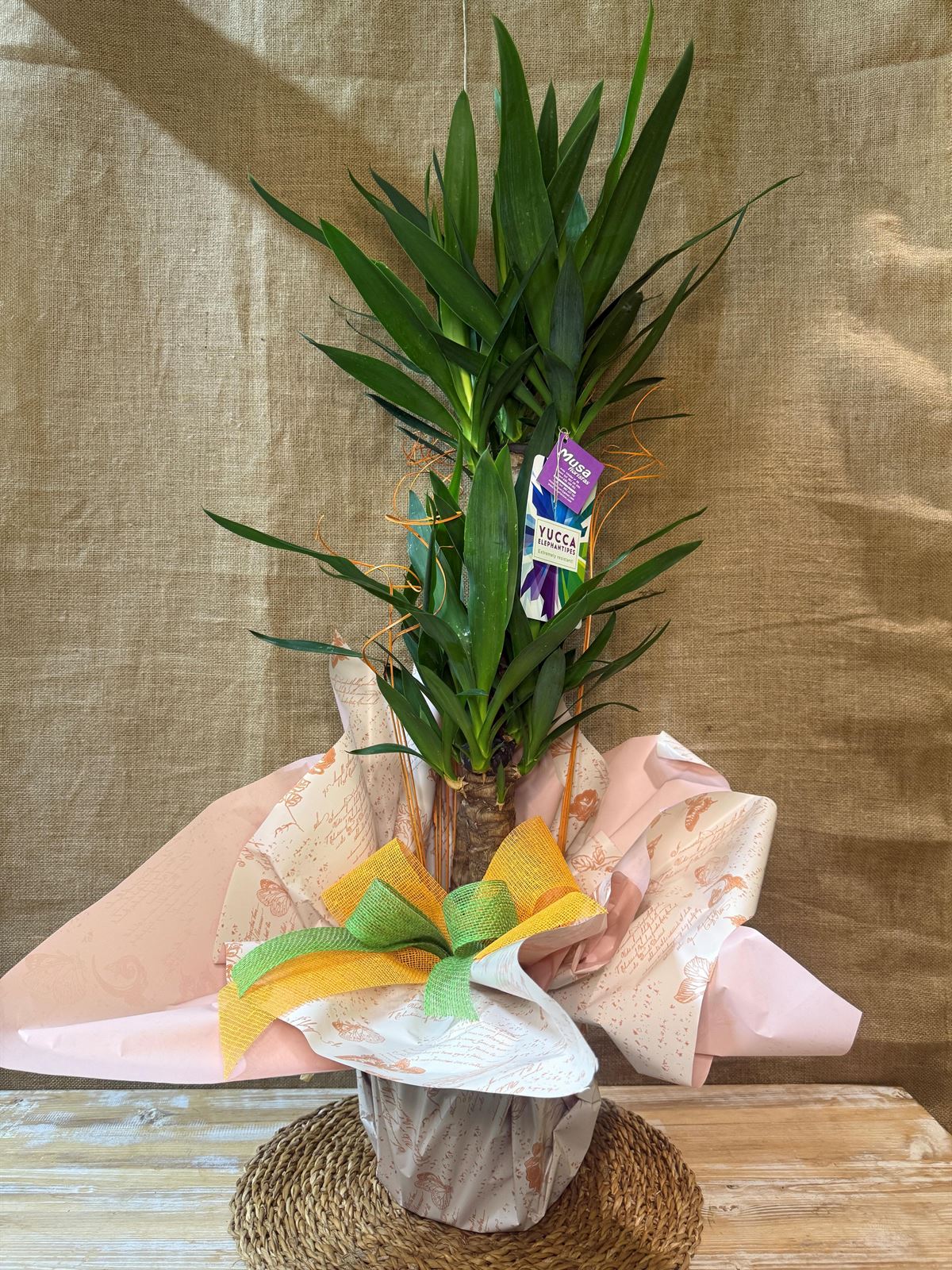 Yucca - Imagen 2