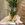 Yucca - Imagen 2