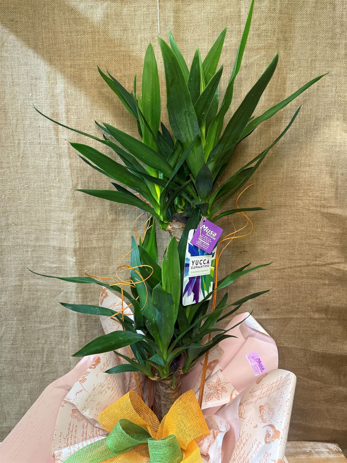 Yucca - Imagen 3